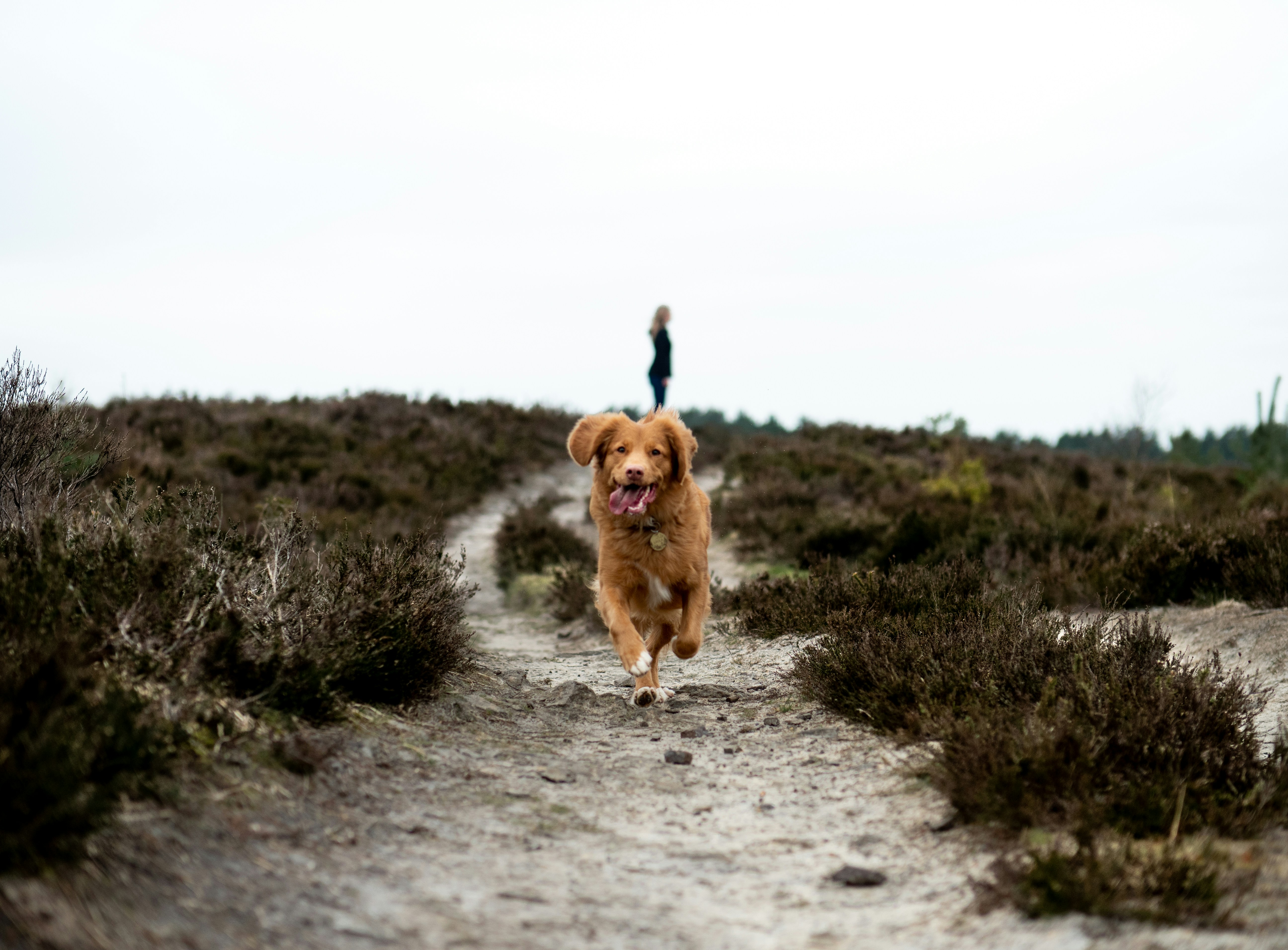 Foto: Loslopende honden verboden op Ermelosche Heide in het voorjaar