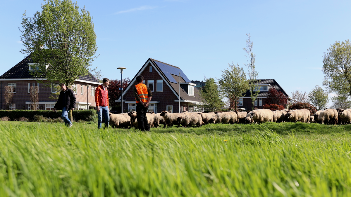 Foto: Nijkerkse schaapskudde keert terug in Corlaer 