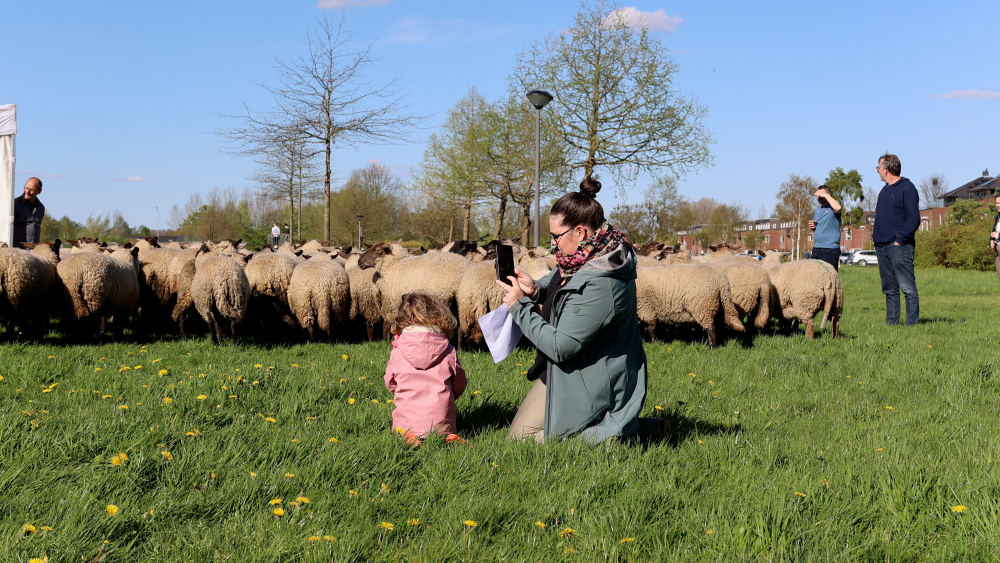 Foto: Nijkerkse schaapskudde keert terug in Corlaer 