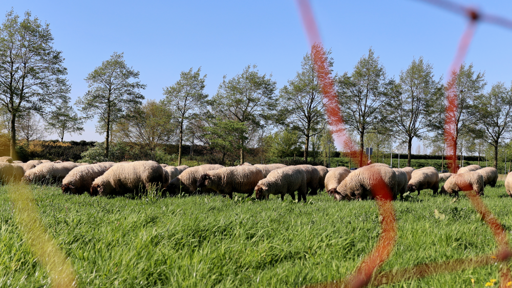 Foto: Nijkerkse schaapskudde keert terug in Corlaer 