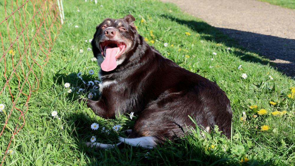 Foto: Nijkerkse schaapskudde keert terug in Corlaer 