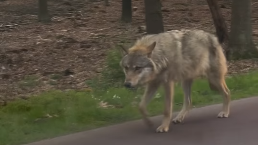 Foto: Europese verkiezingen: wat moeten we doen met de wolf? 