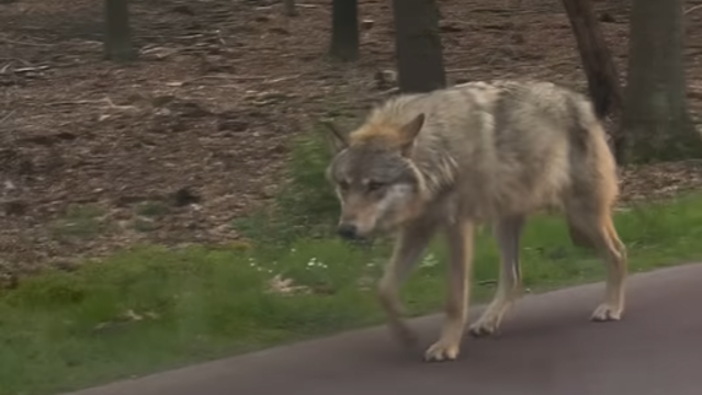Foto: Europese verkiezingen: wat moeten we doen met de wolf? 