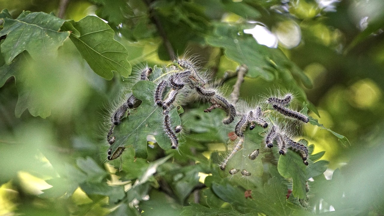 Foto: Dit is hoe de gemeente Oldebroek de eikenprocessierups gaat bestrijden