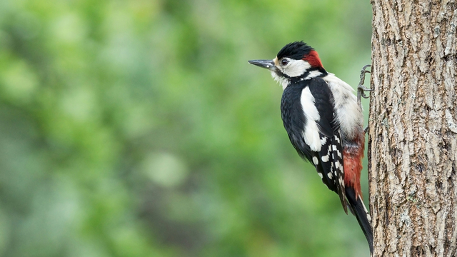 Foto: Toe- en afname van broedvogels: zo staan de vogels op de Veluwe ervoor