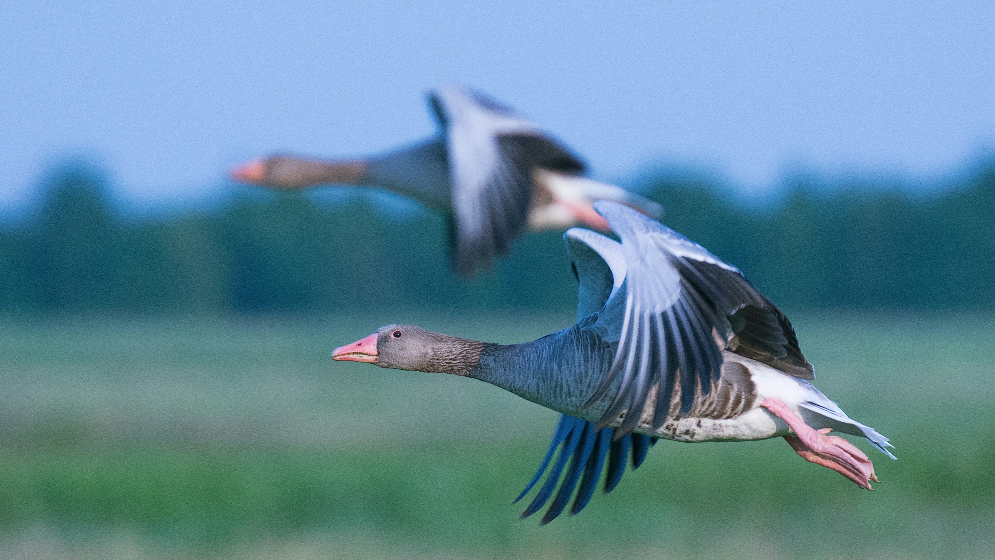Foto: Automobilisten opgelet: komende tijd meer kans op wildaanrijdingen