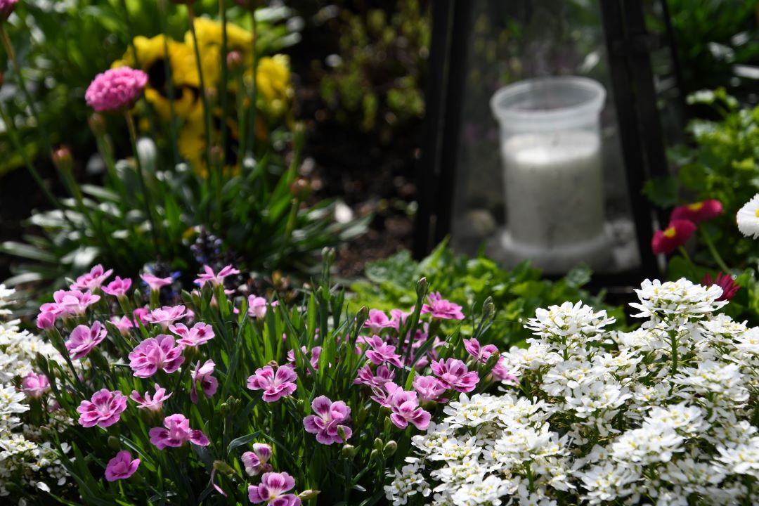 Foto: Charlotte Hooijer – van Winsum is grafverzorgster: ‘Wanneer het iemand niet meer lukt een graf te verzorgen, dan help ik graag’