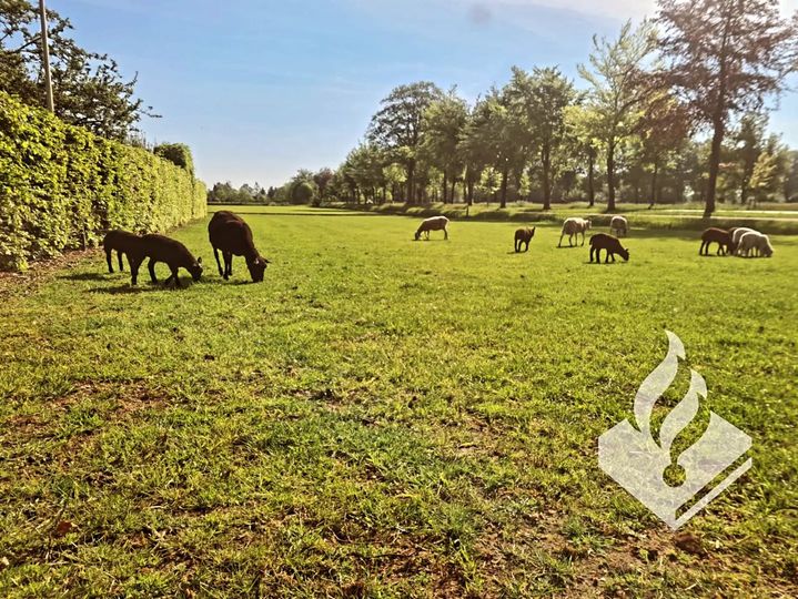 Foto: Politie zorgt er voor dat schapen niet zomaar weer weglopen