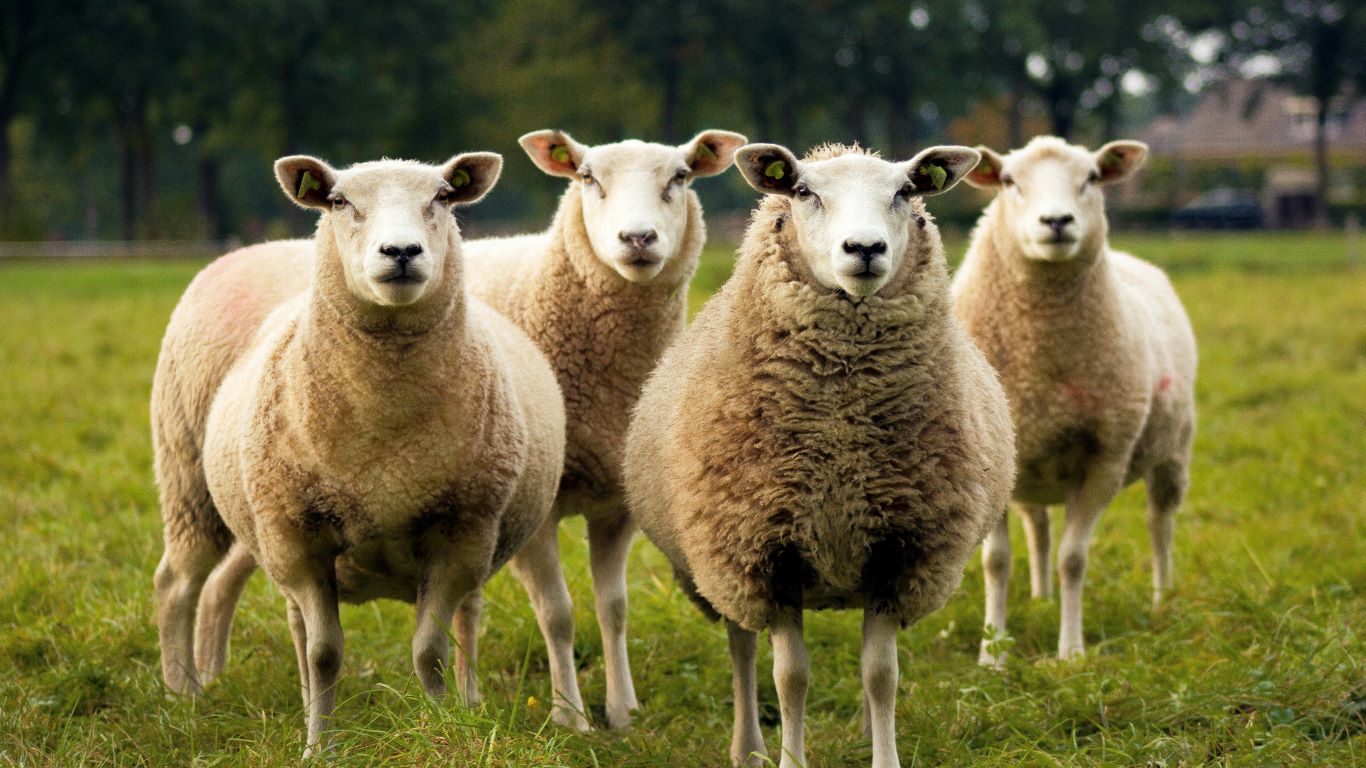 Foto: Eerste schapen in Nunspeet gevaccineerd tegen blauwtongvirus