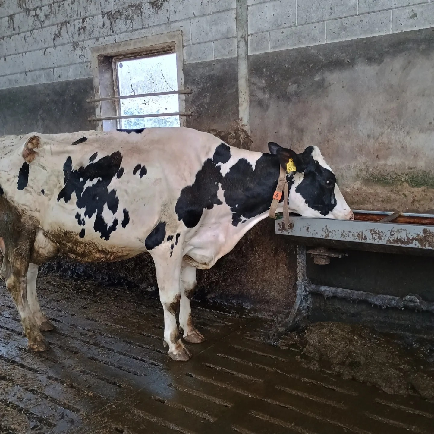Foto: Brandweer Hoevelaken en Achterveld bevrijden koe uit benarde positie