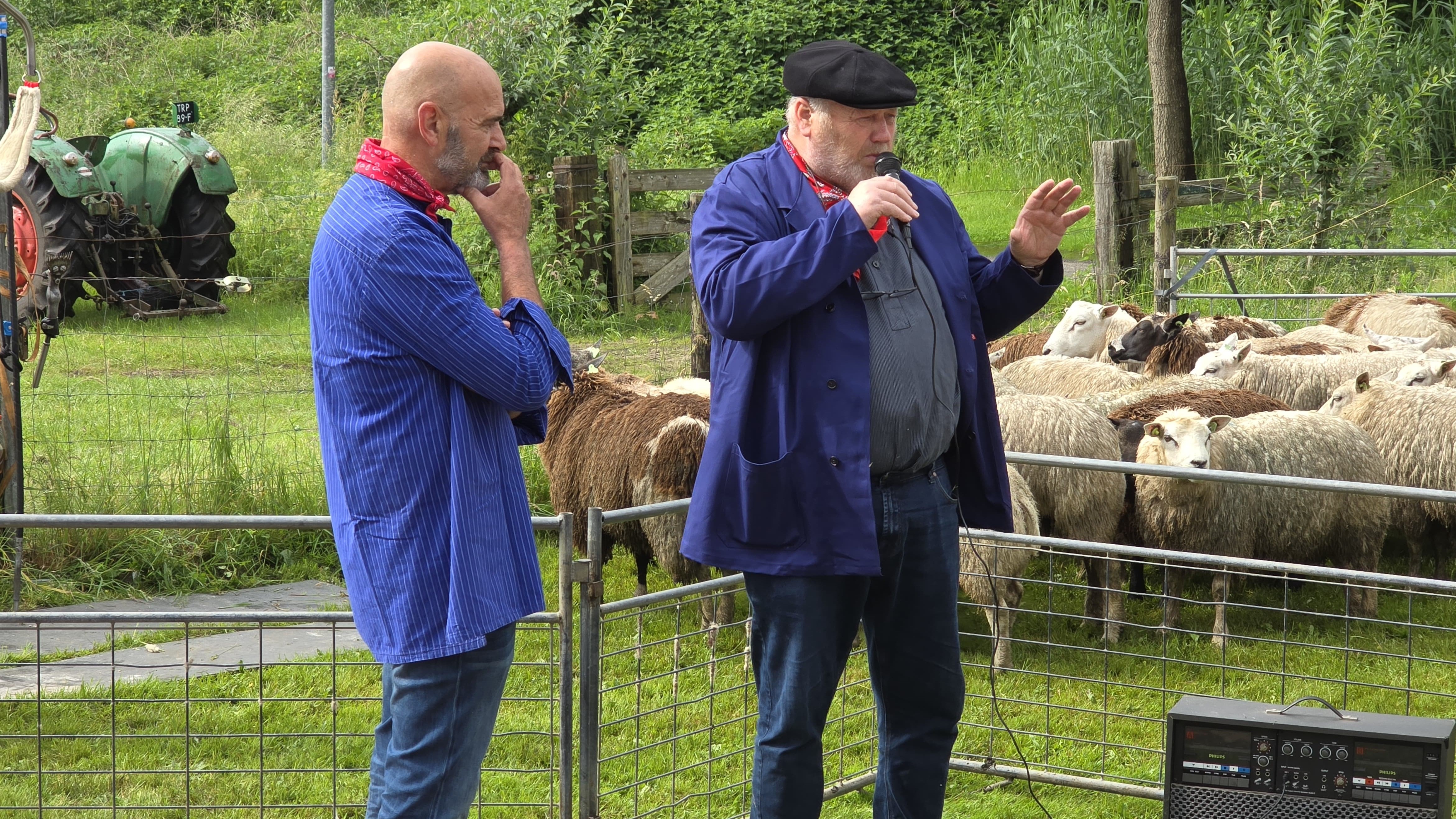 Foto: VIDEO: Schapen zijn hun vacht weer kwijt na Schaapscheerdersfeest in Oldebroek