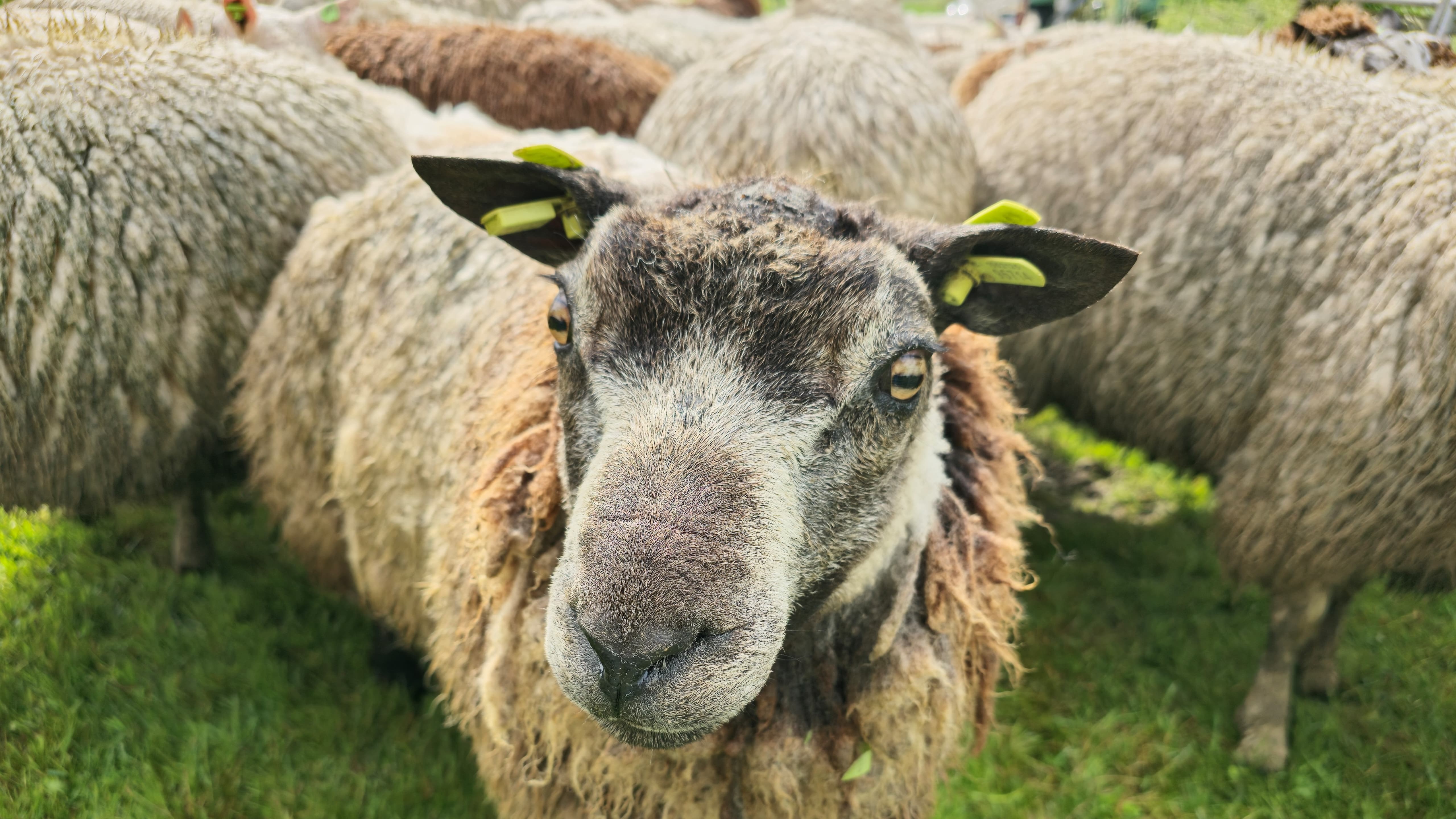 Foto: VIDEO: Schapen zijn hun vacht weer kwijt na Schaapscheerdersfeest in Oldebroek
