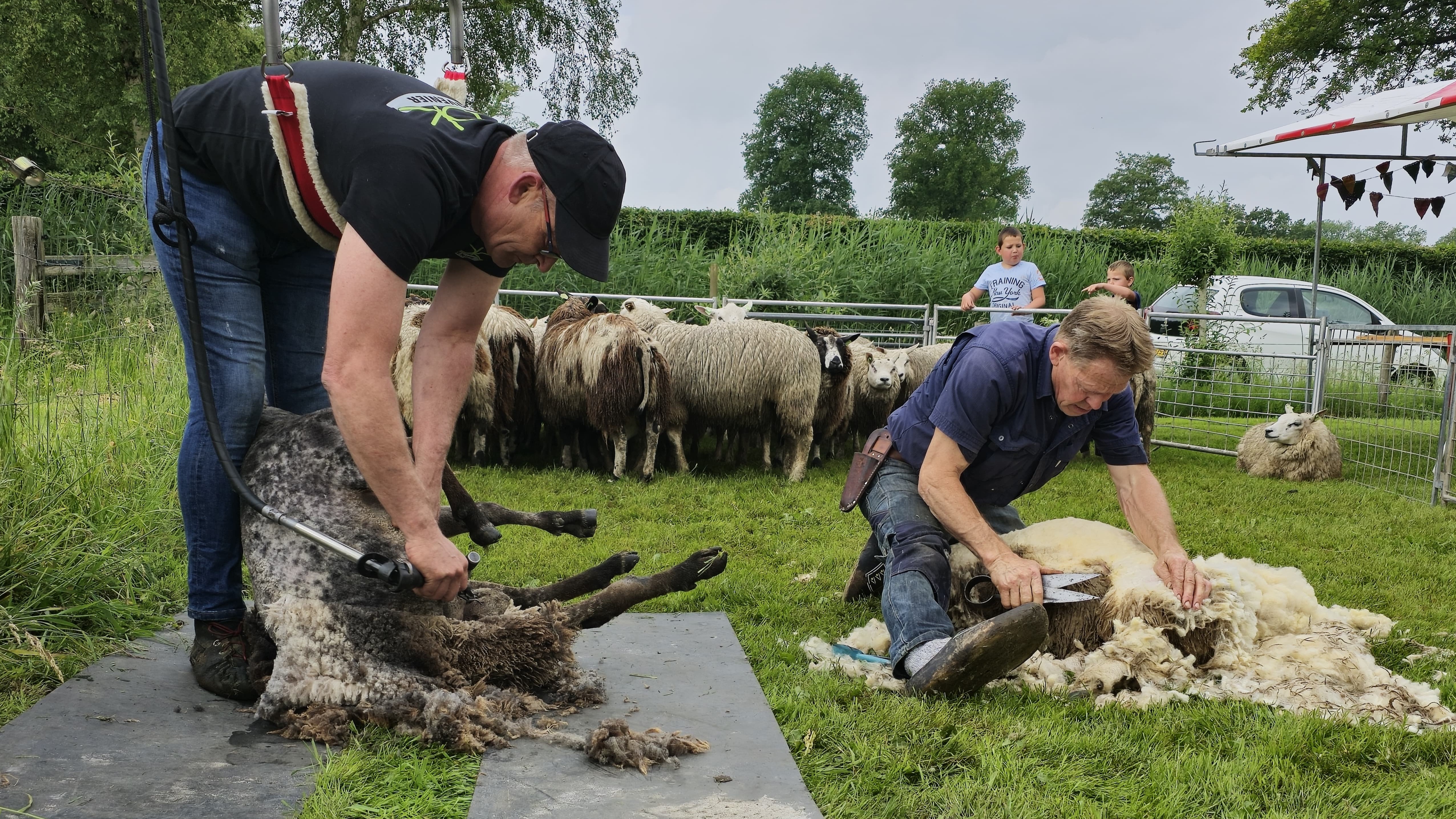 Foto: VIDEO: Schapen zijn hun vacht weer kwijt na Schaapscheerdersfeest in Oldebroek