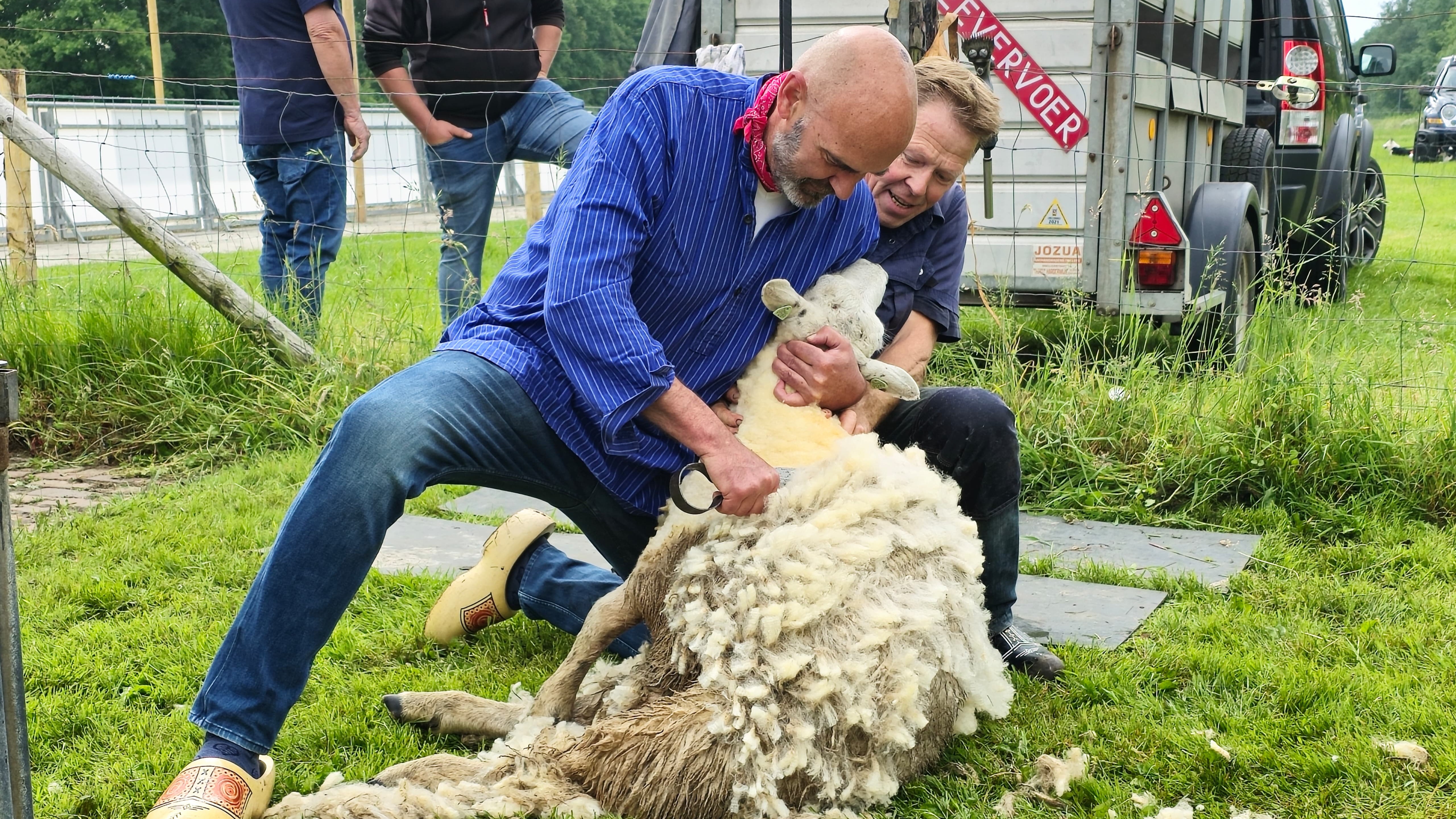 Foto: VIDEO: Schapen zijn hun vacht weer kwijt na Schaapscheerdersfeest in Oldebroek