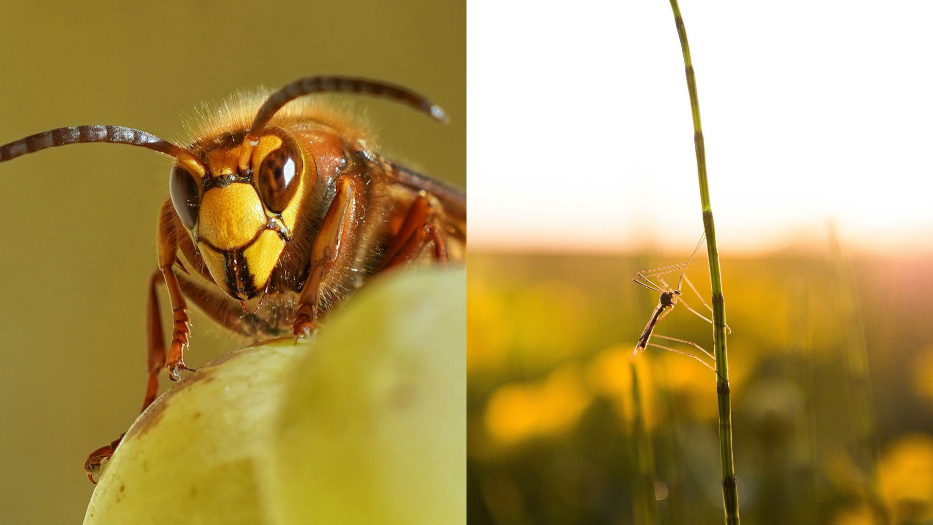 Foto: Moeten we naast de wolf nu ook vrezen voor Aziatische insecten?