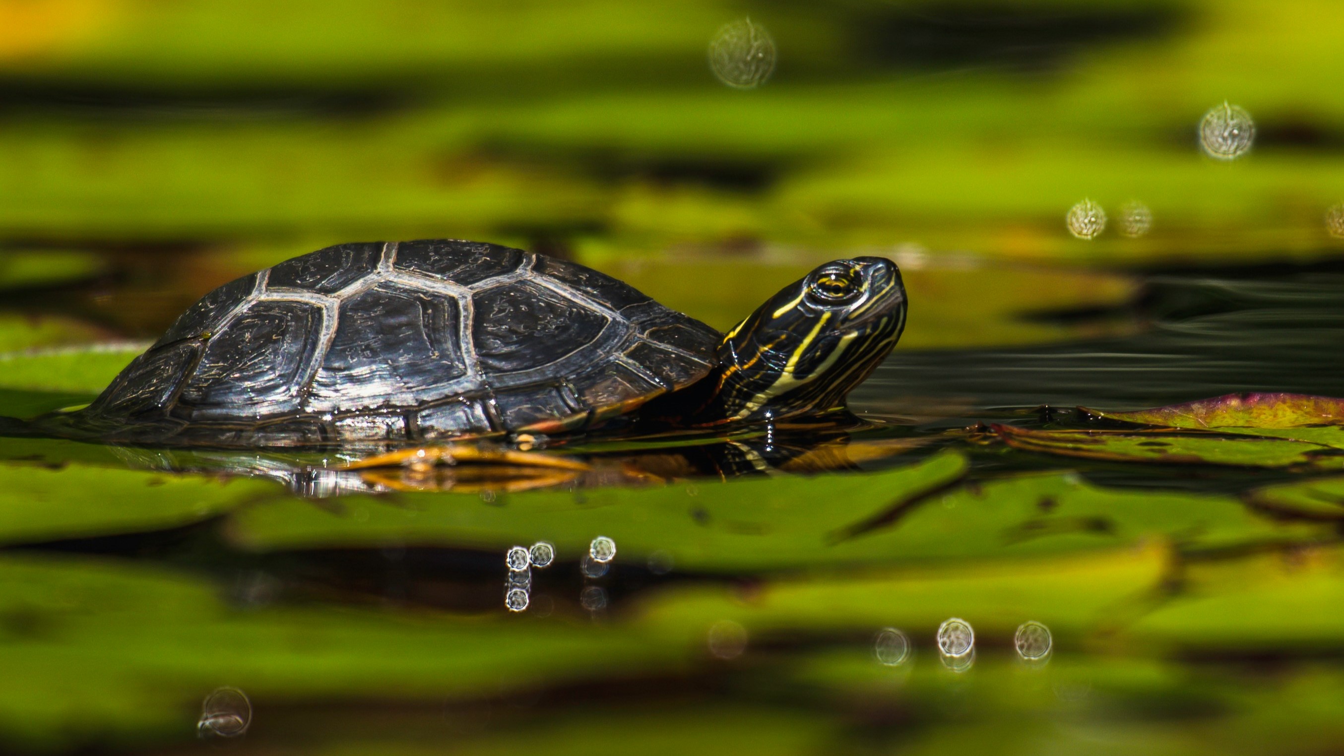 Foto: Schildpadden-plaag in Nederland, op de Veluwe weinig overlast