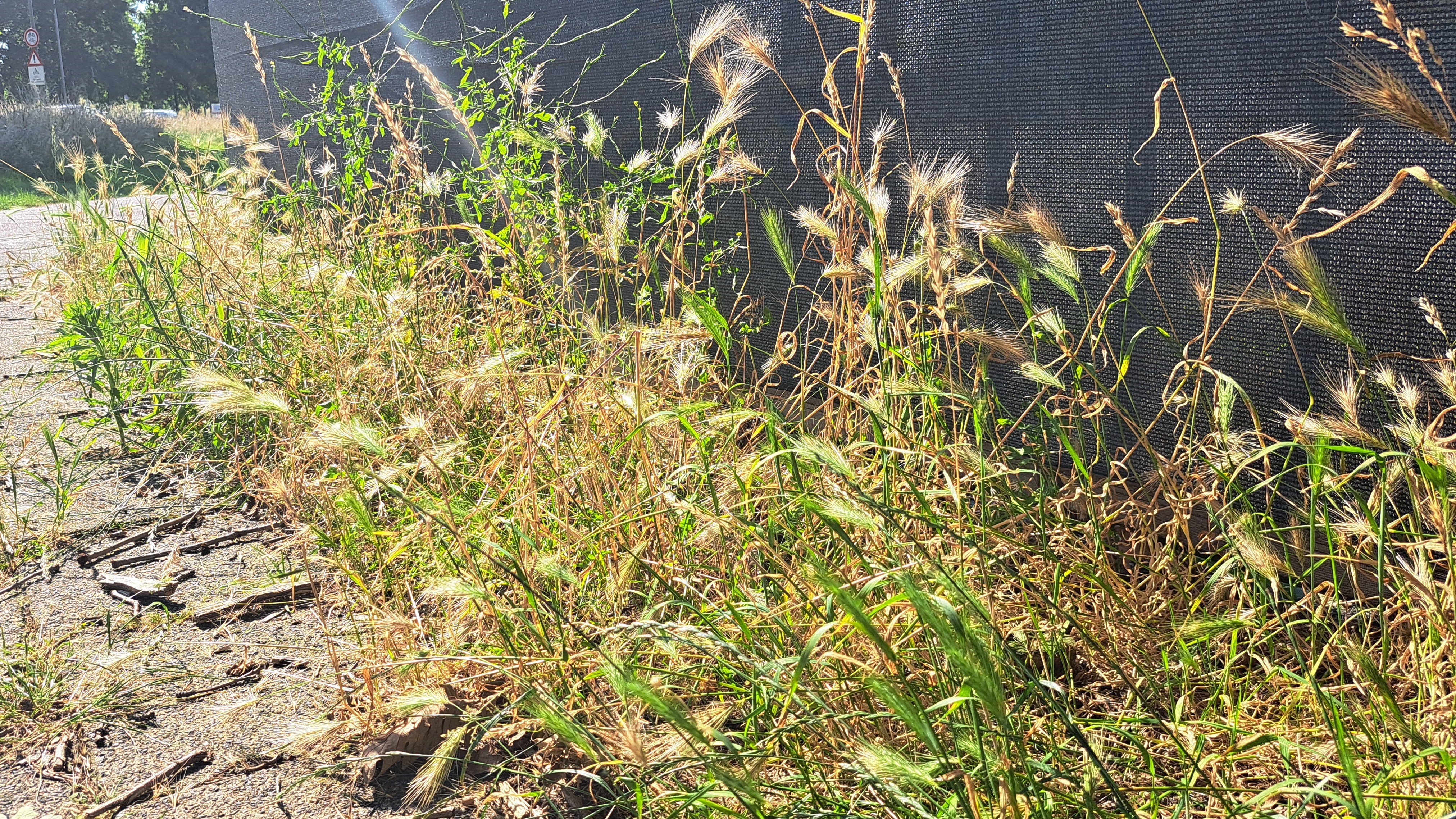 Foto: Zieke honden en hoge dierenartsenkosten: zorgen om grasaren bij baasjes