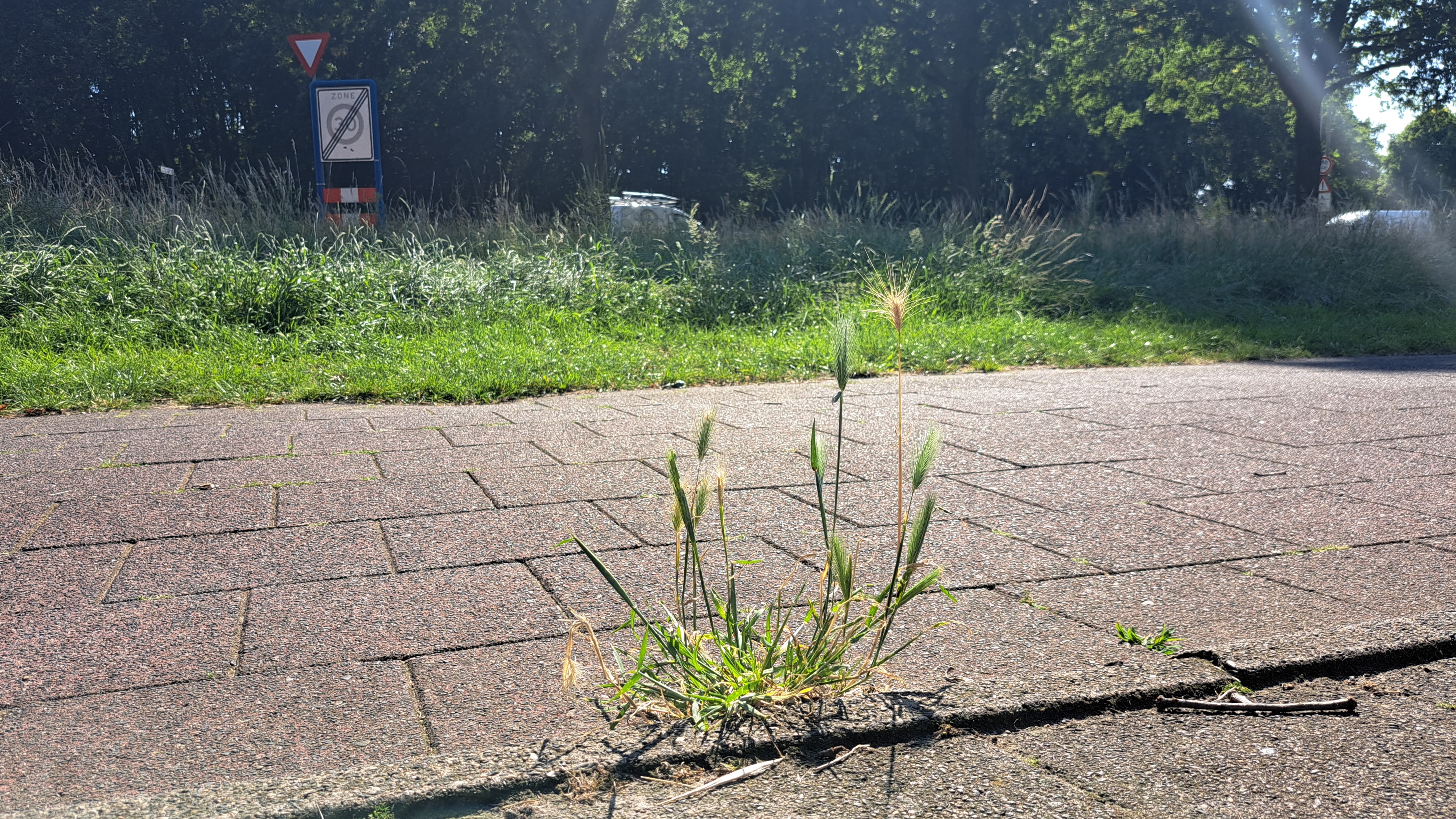 Foto: Zieke honden en hoge dierenartsenkosten: zorgen om grasaren bij baasjes