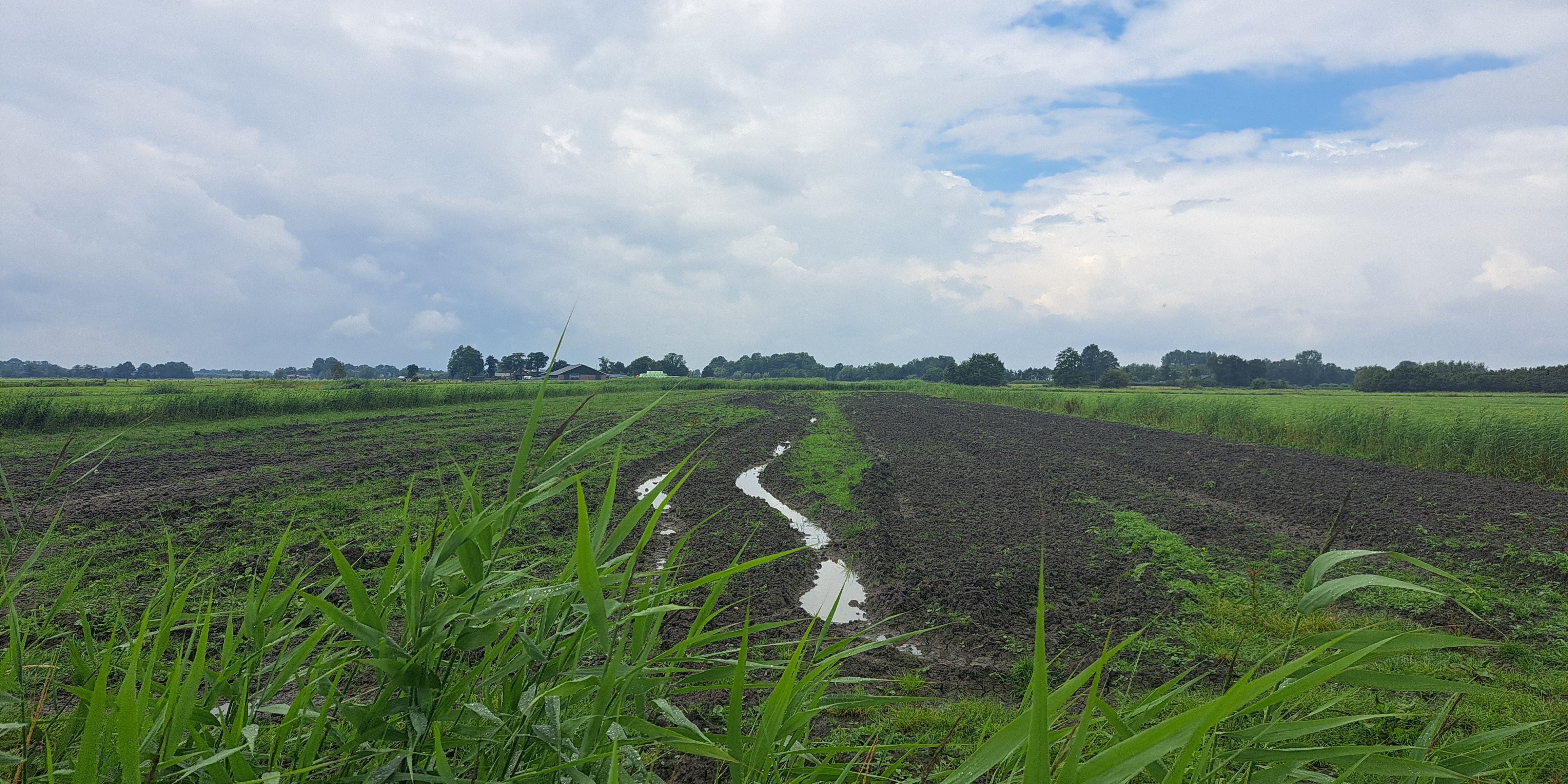 Foto: Natte weilanden in juli geven boeren kopzorgen: ‘Het is gewoon te veel’