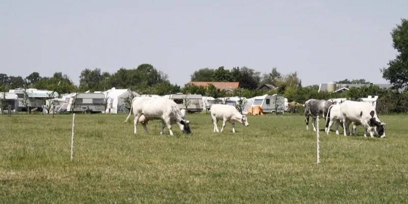 Foto: Kamperen tussen de koeien en maïsvelden: boerencampings in trek