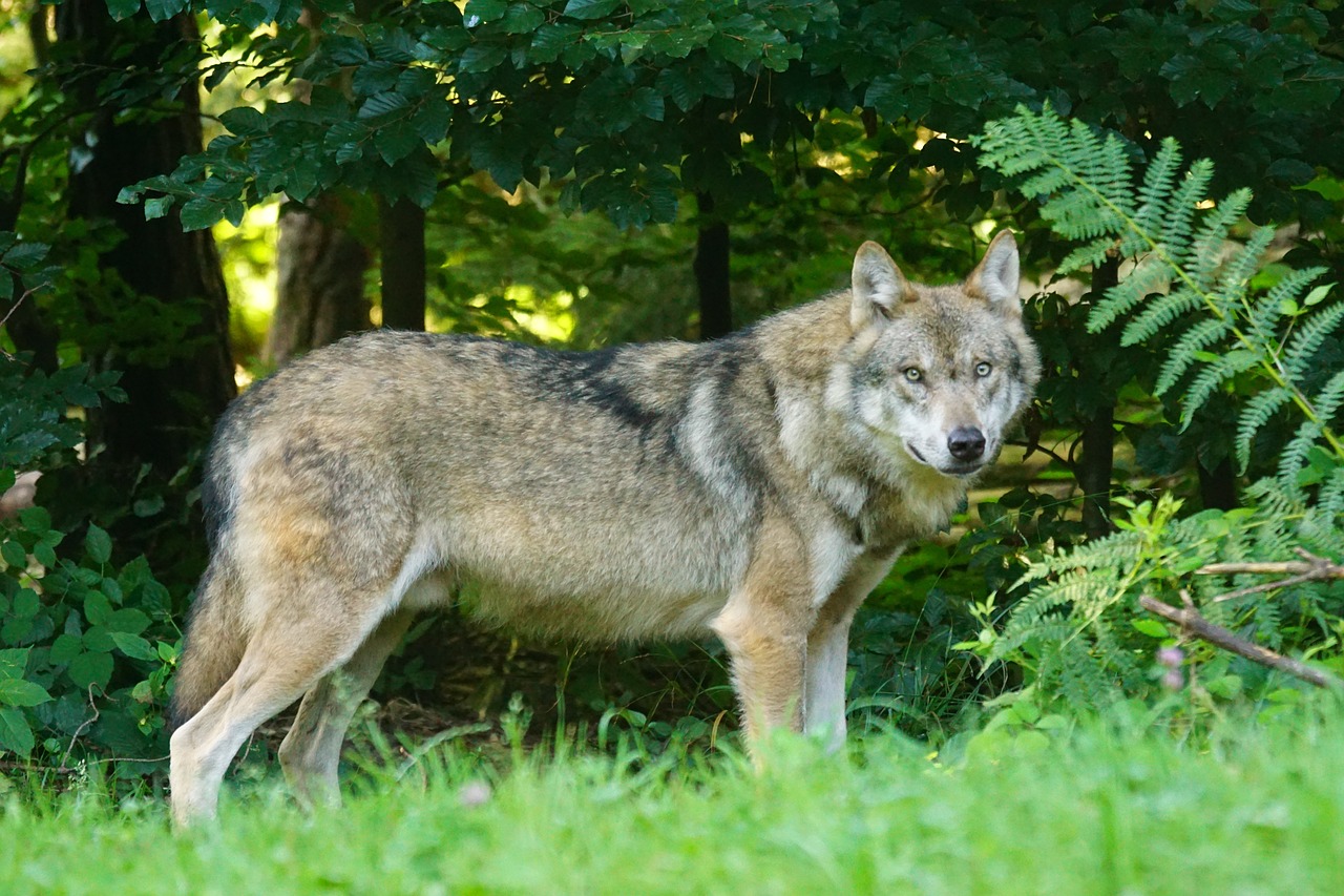 Foto: Geen extra maatregelen voor bescherming tegen wolf: 'Waarom zouden we?'