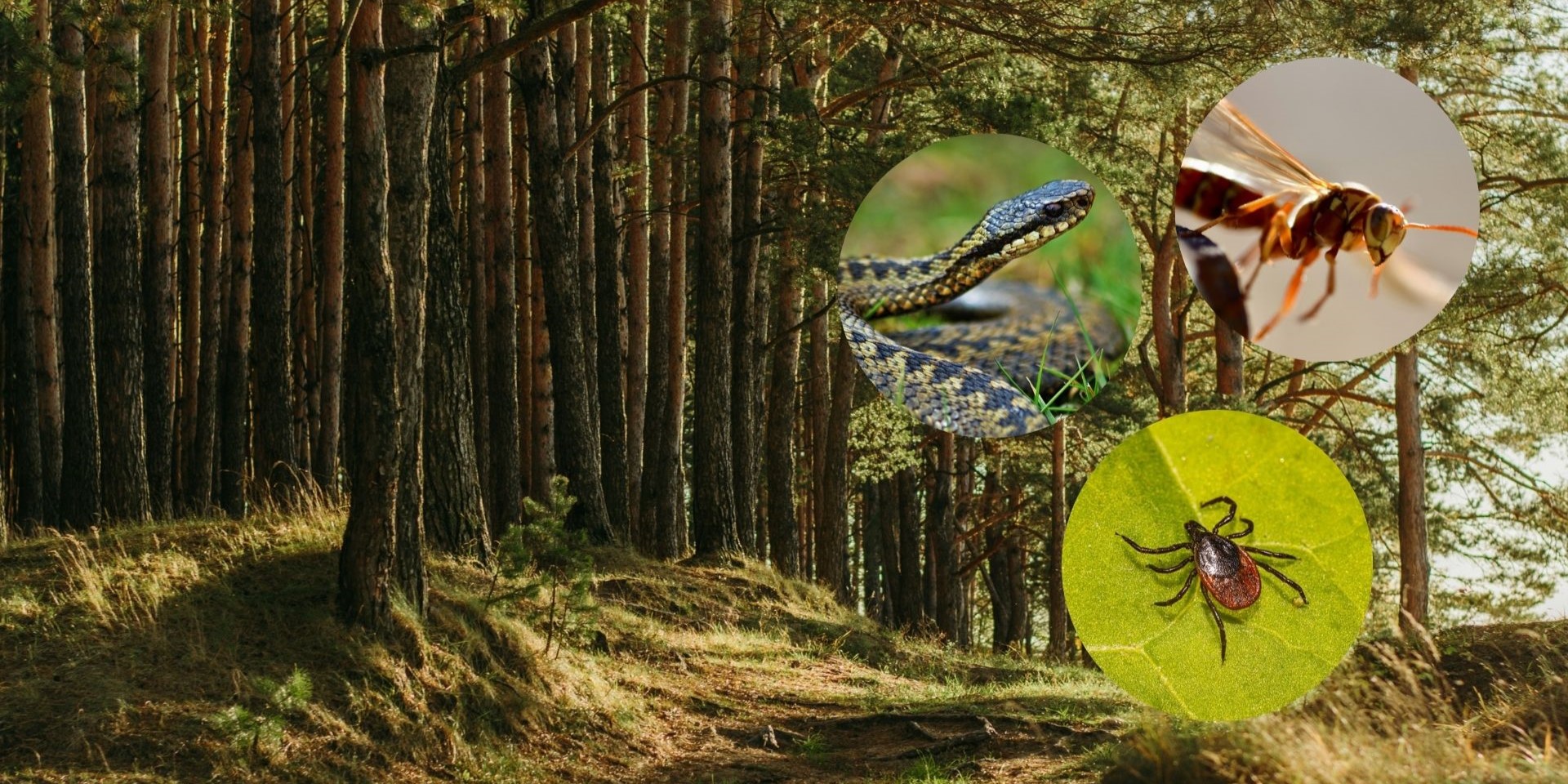 Foto: Wandelen op de Veluwe? Pas op voor deze dieren