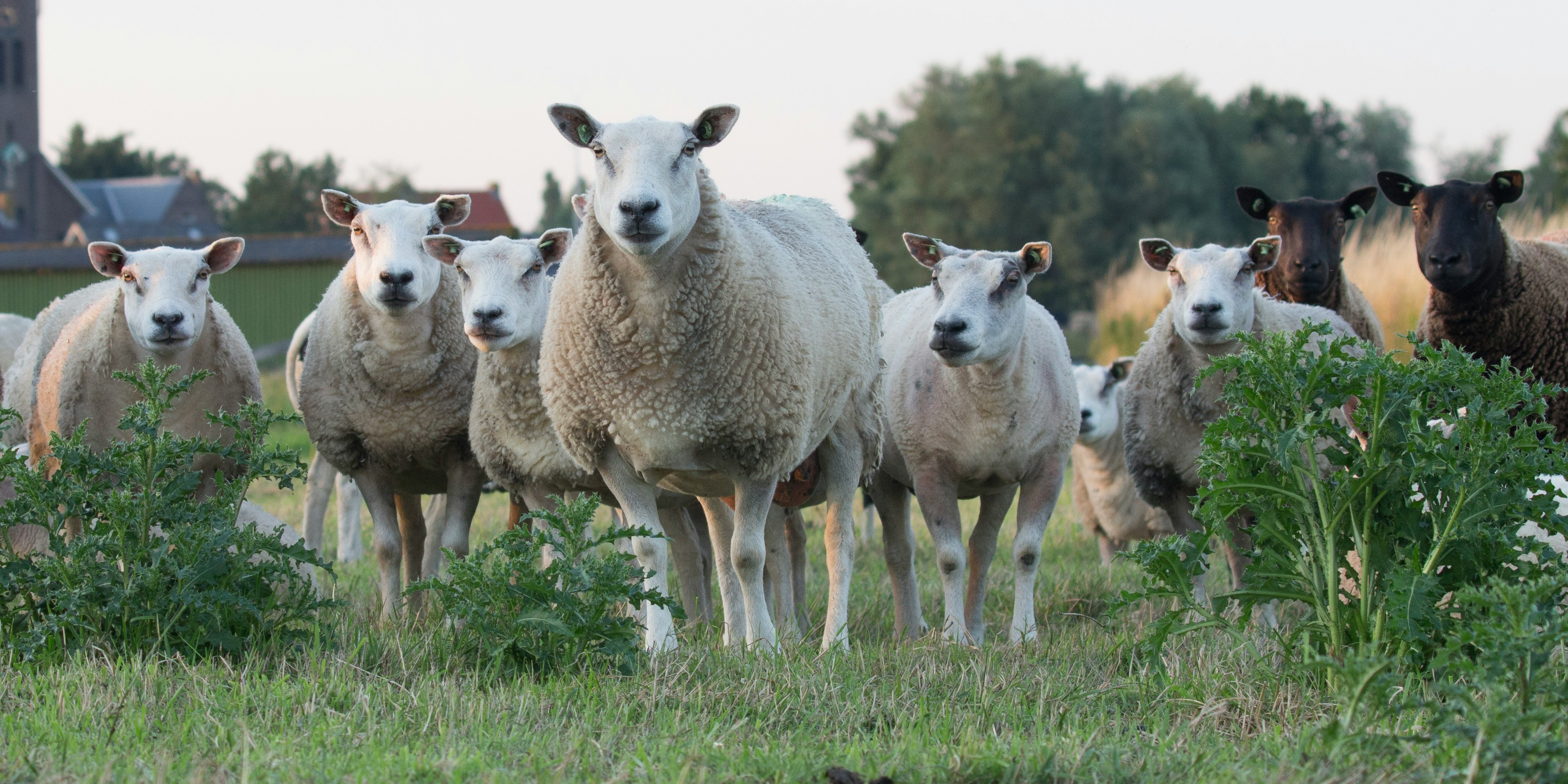 Foto: Blauwtongvirus bezig met opmars, ook in regio weer schapen besmet