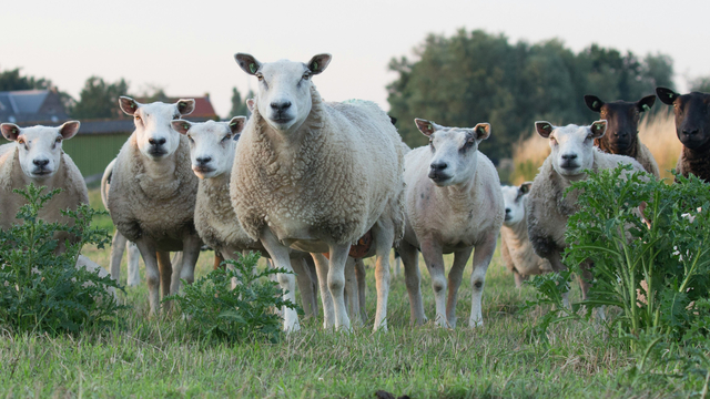 Foto: Blauwtongvirus bezig met opmars, ook in regio weer schapen besmet