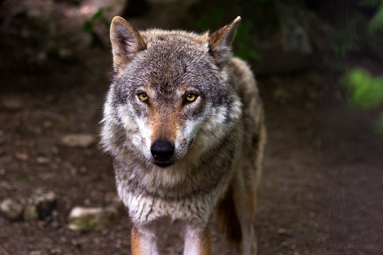 Foto: Wolf in streek meest actief in Elburg: 22 aanvallen in eerste kwartaal 2024