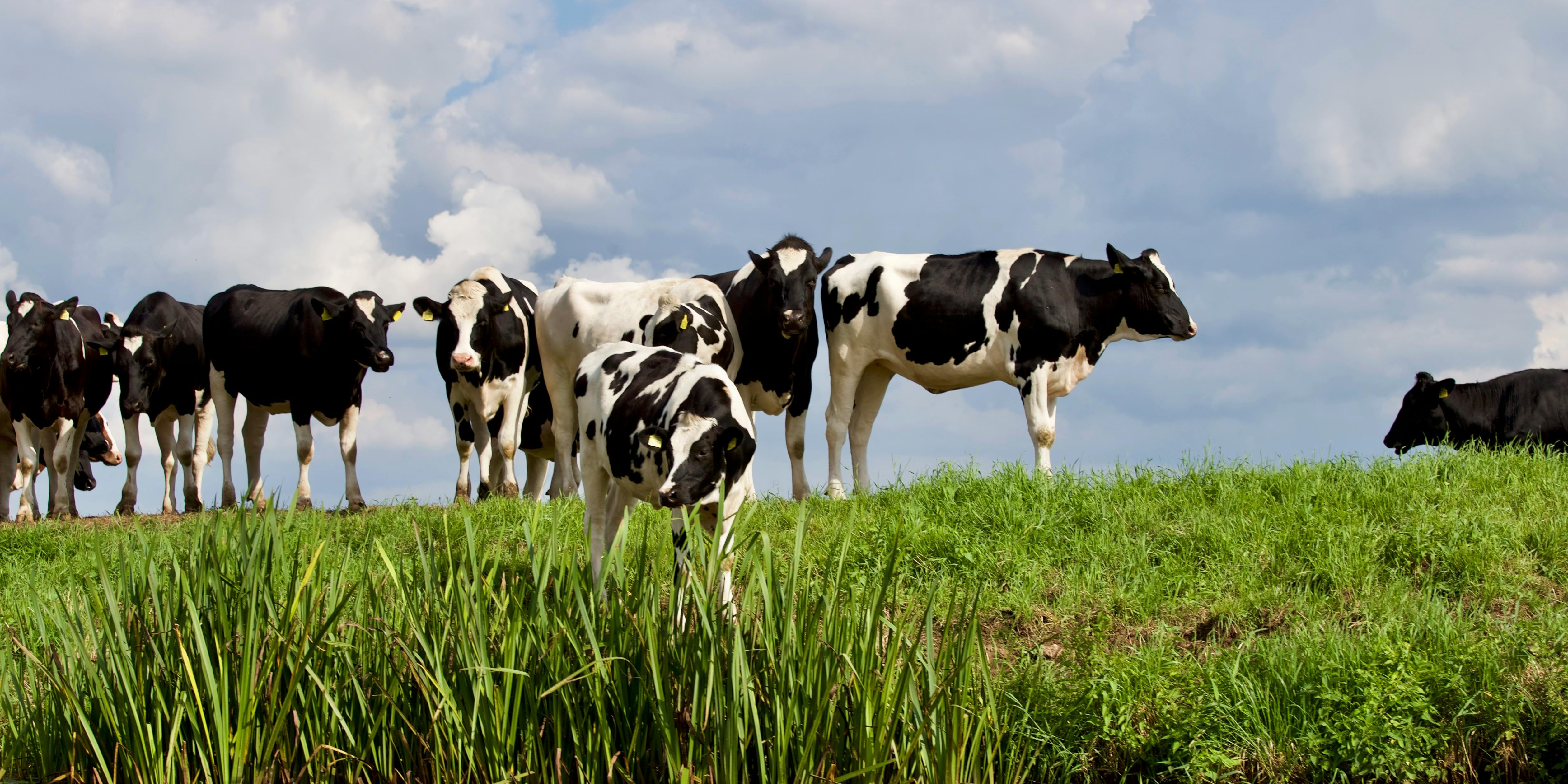 Foto: Hitte vormt risico voor dieren; zo worden ze beschermd