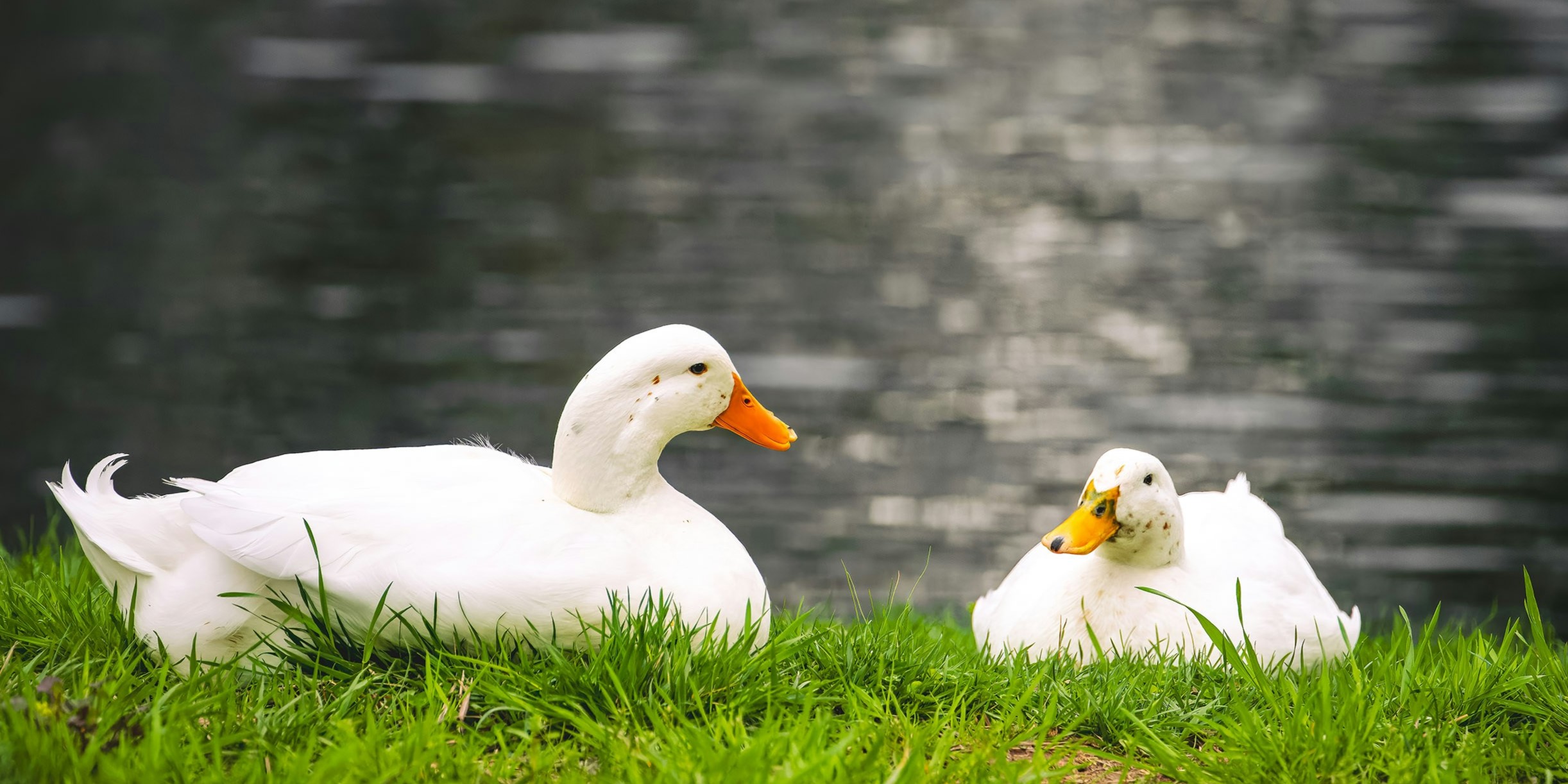 Foto: Voortdurende mishandeling eenden bij vangen en laden: wie controleert dierenwelzijn?