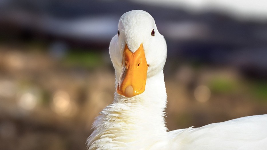 Foto: NVWA doet inval bij eendenslachterij in Ermelo