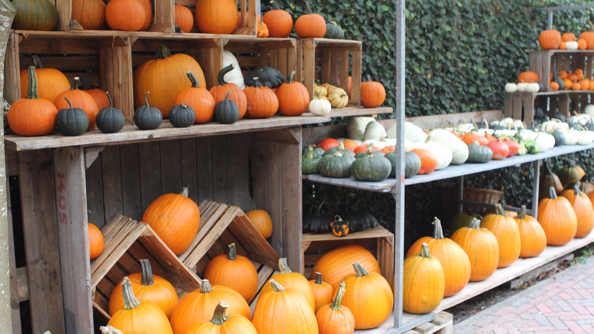 Foto: Pompoenerie Wezep inmiddels weer open, met opnieuw genoeg keuze