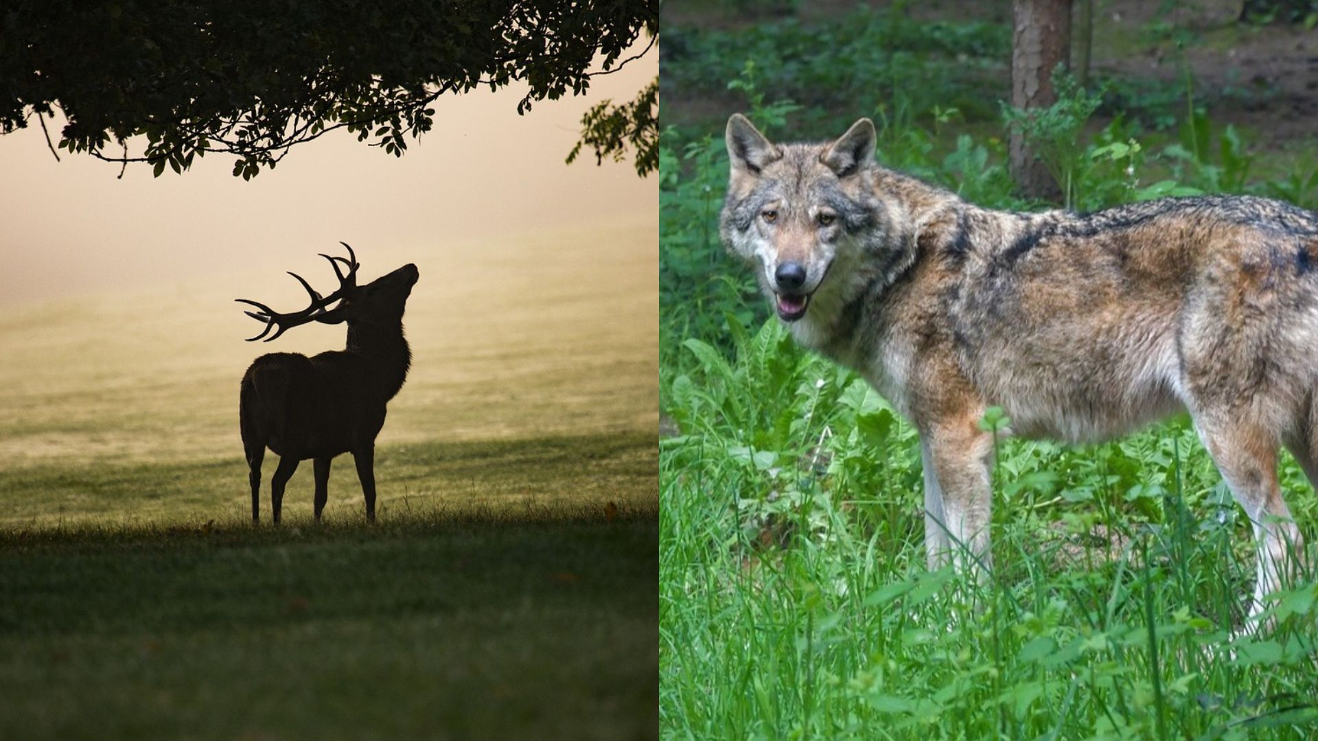 Foto: Burlende herten opgejaagd door de wolf: 'Voortplanting laat zich niet tegenhouden'