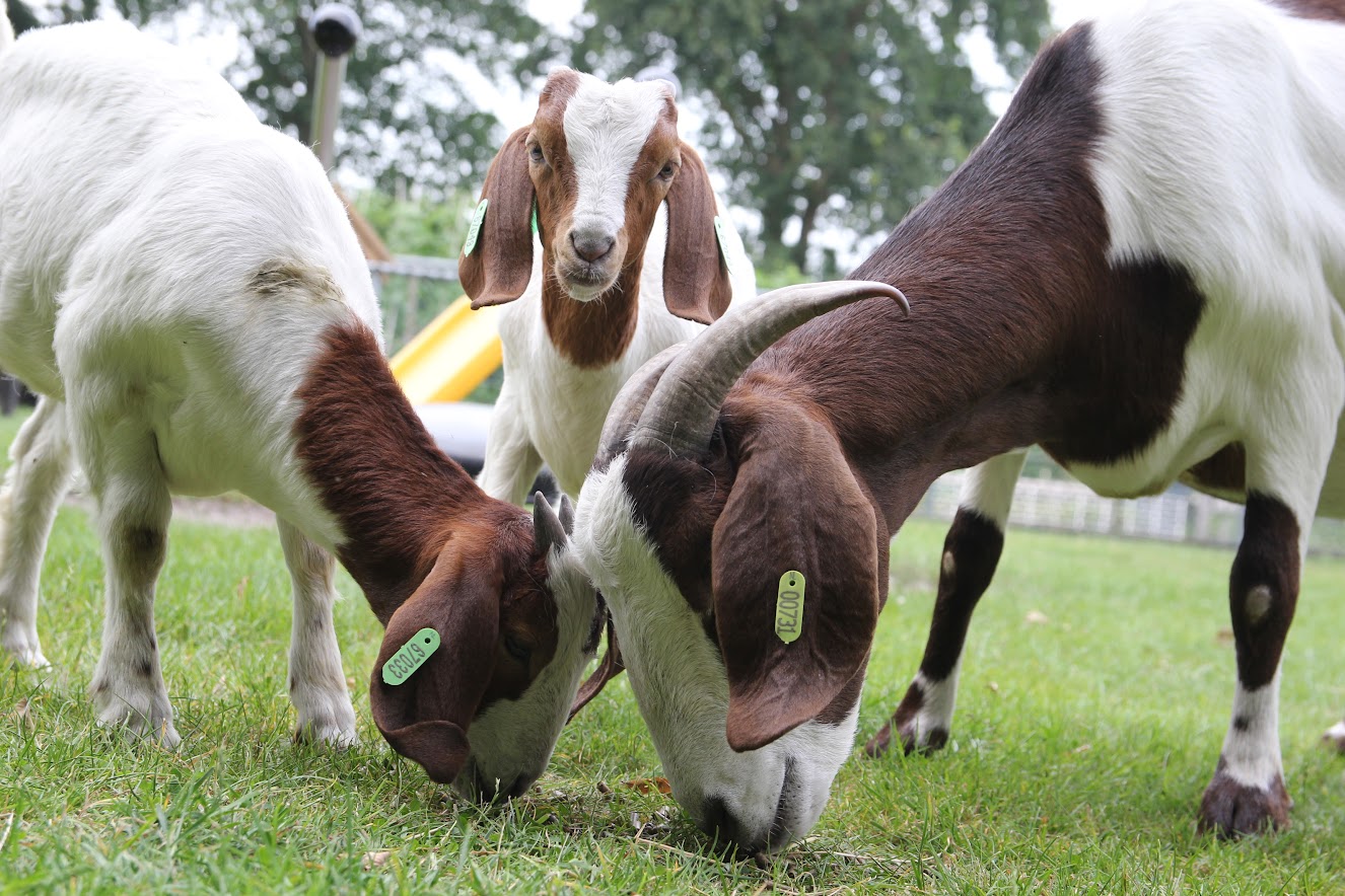 Foto: Dit kun jij doen om dieren in het zonnetje te zetten op Dierendag, ook als je geen huisdier hebt