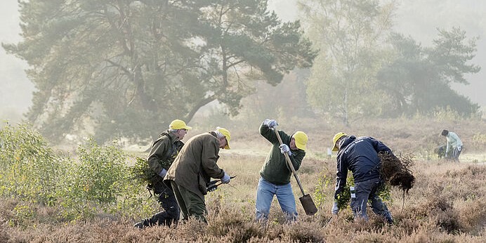 Foto: Steeds meer bomen en struiken op Groevenbeekse hei; help mee met verwijderen
