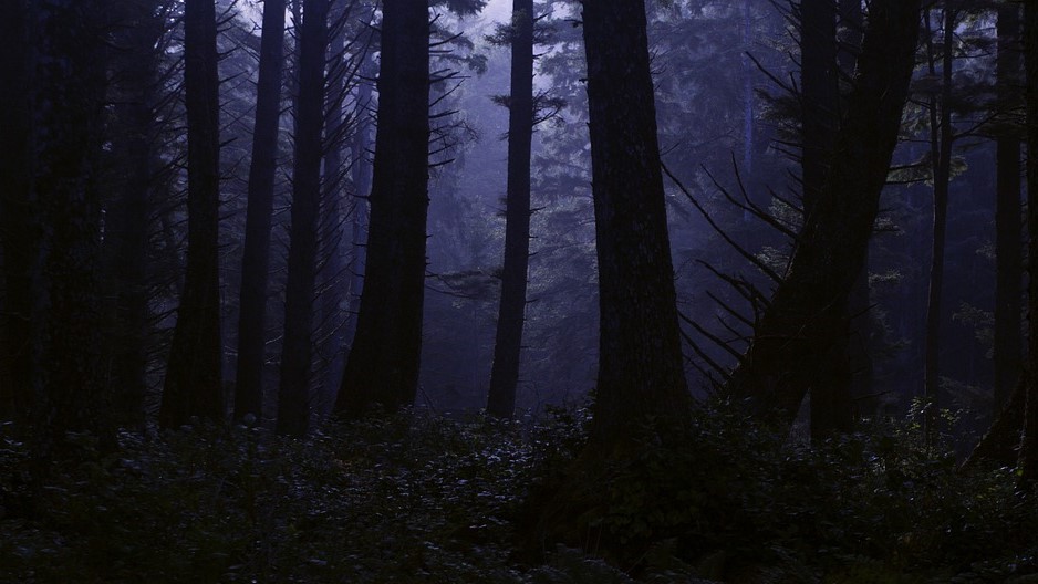 Foto: Nacht van de Nacht: lopen over de donkere hei in Ermelo