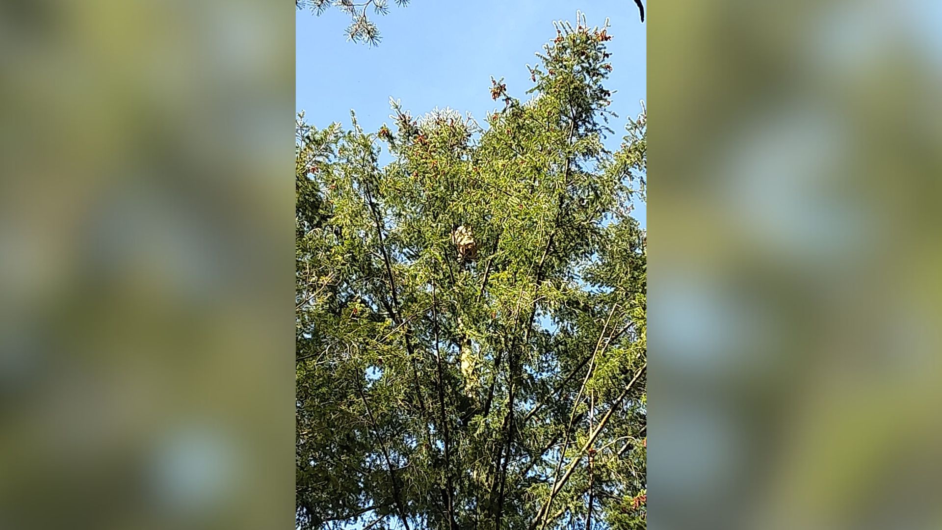 Foto: Nest Aziatische hoornaars in Nunspeet geruimd dankzij gezenderde hoornaar