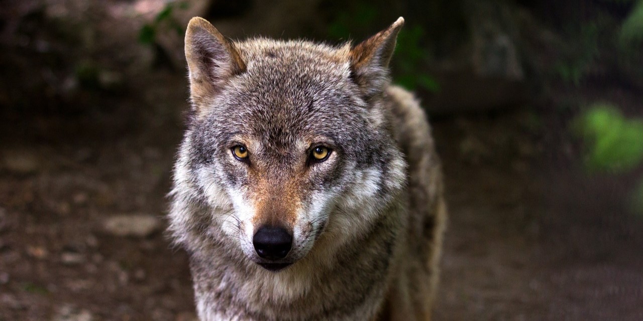 Foto: Hardloper komt wolf tegen in bos bij Nunspeet: 'Bleef grommend voor me staan'