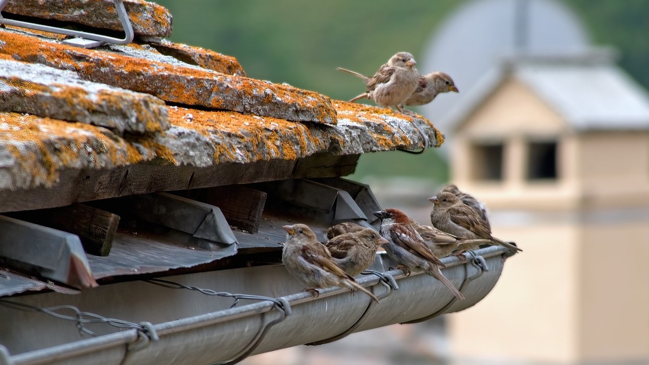 Foto: Elburg zet in op natuurvriendelijk isoleren met oog op beschermde diersoorten