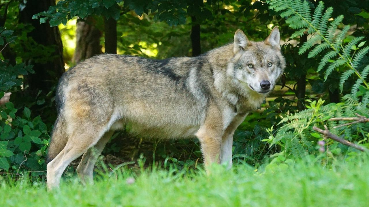 Foto: Regels om wolf af te mogen schieten versoepeld