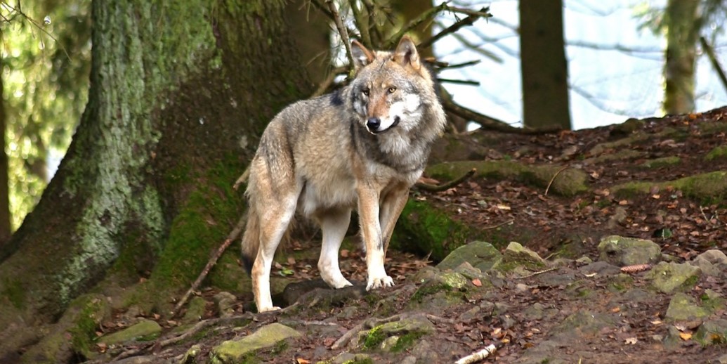 Foto: Veluwse gemeenten luiden noodklok over de wolf