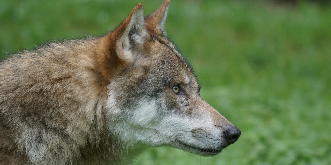 Foto: Honden in Nunspeet en Harderwijk werden aangevallen door wolf blijkt uit DNA-onderzoek
