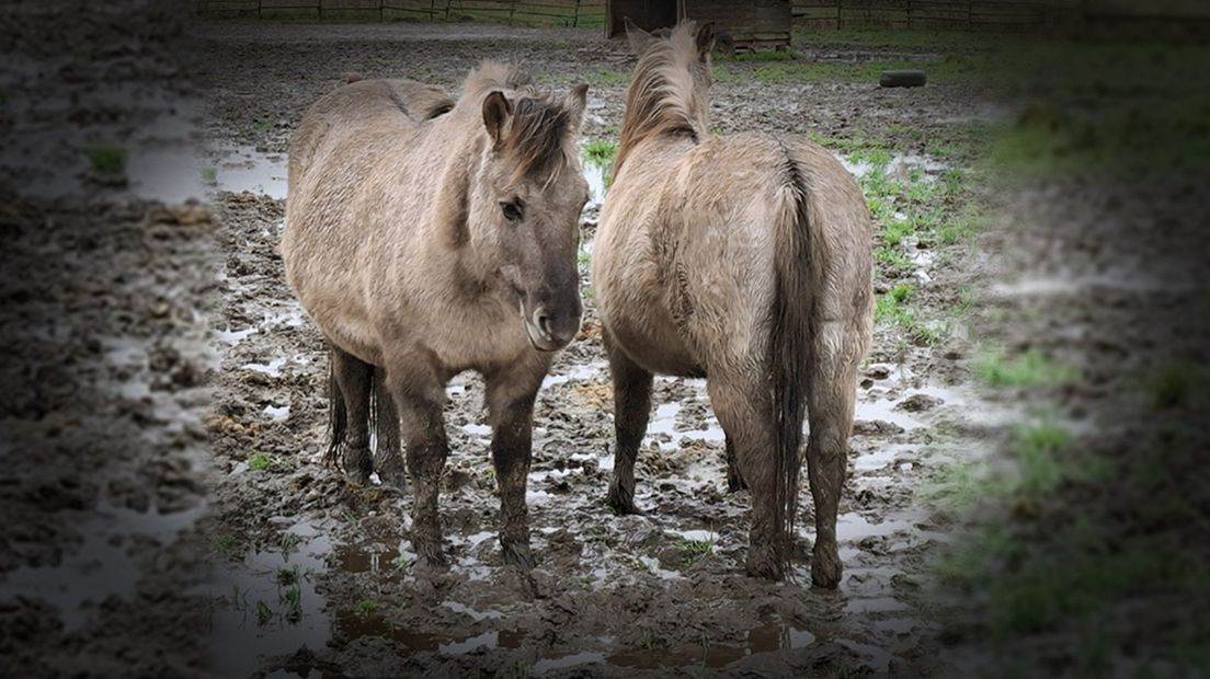 Foto: Dierenleed in Ermelo: konikpaarden en pony's gered uit vervuilde weilanden