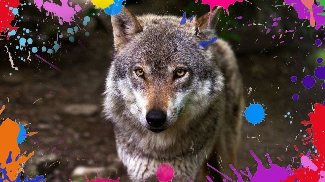 Foto: Paintballen op de wolf weer uitgesteld: 'Een prettige kerst voor de wolf'