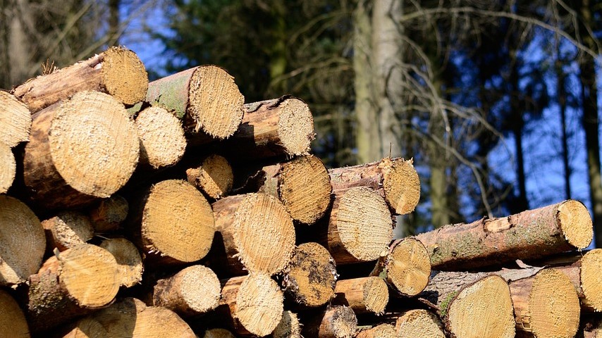 Foto: Vliegdennen langs spoor in Ermelo verwijderd om brandgevaar te verkleinen