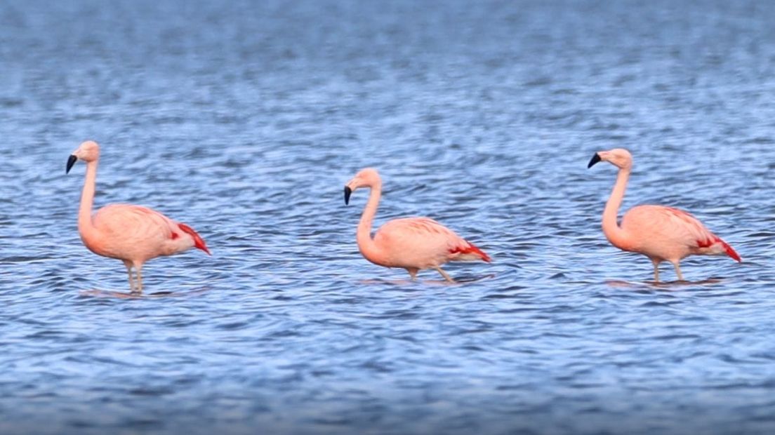 Foto: Flamingo's bij Harderwijk trekken veel bekijks