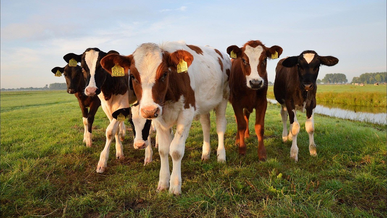 Foto: Gemeente Nijkerk biedt meer maatwerk voor agrarische bedrijven die willen stoppen