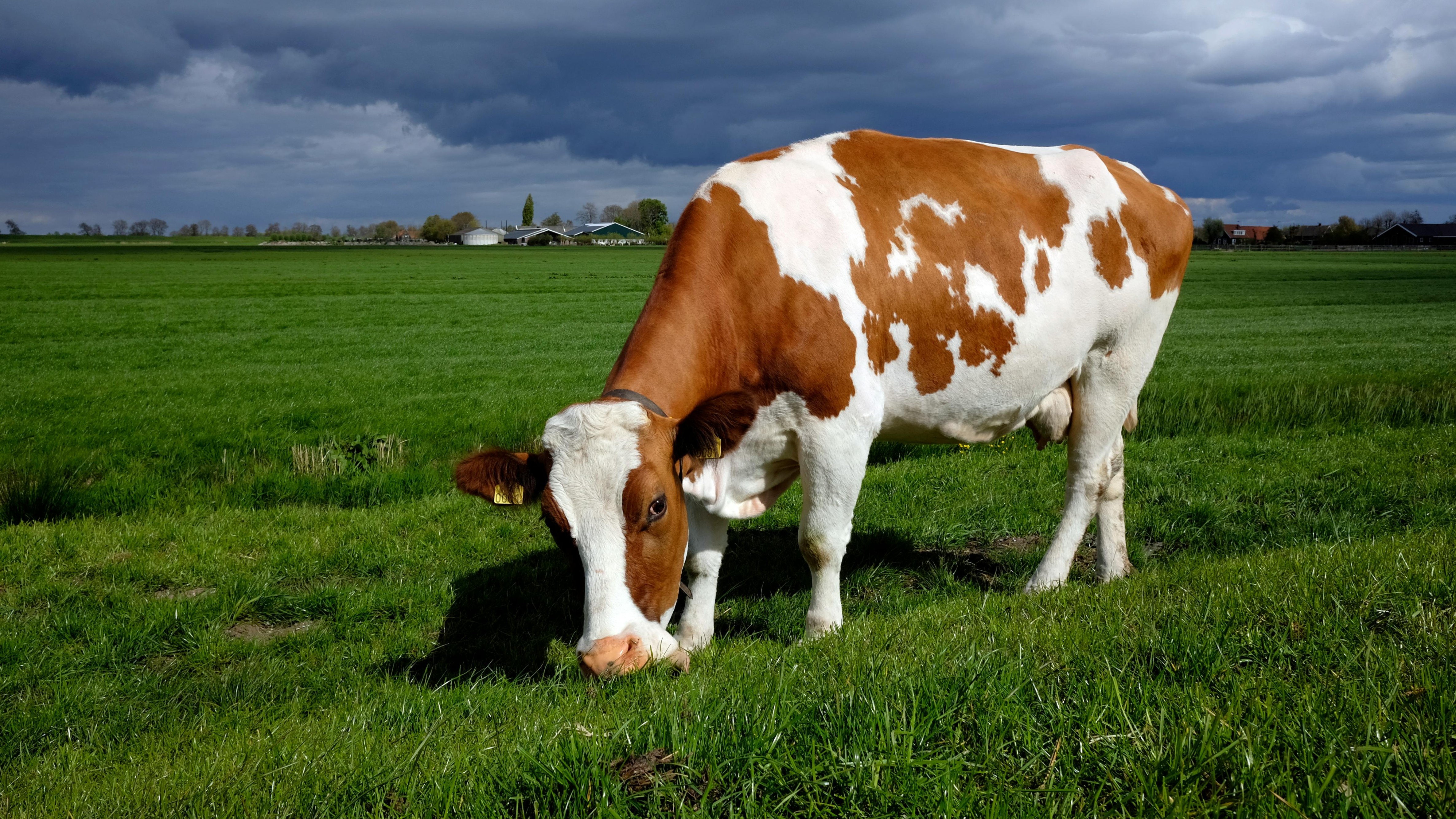 Foto: Waterschap bezorgd over stoppende boeren: 'Grote gevolgen voor waterkwaliteit'