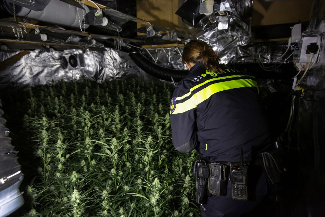 Foto: 100 hennepplanten gevonden in woning in Putten, man aangehouden